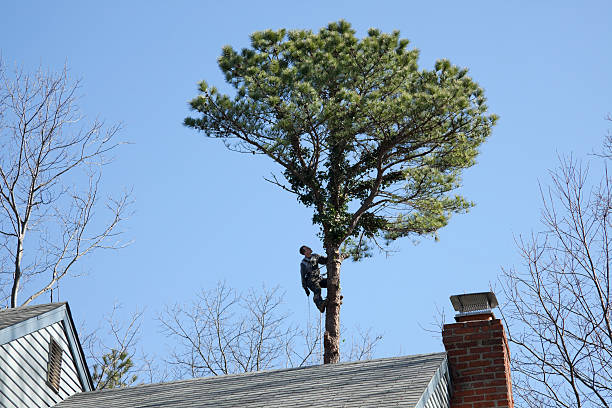 How Our Tree Care Process Works  in  Colleyville, TX